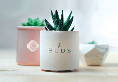MUSE Advertising Awards - Buds Plant Boutique Brand Identity