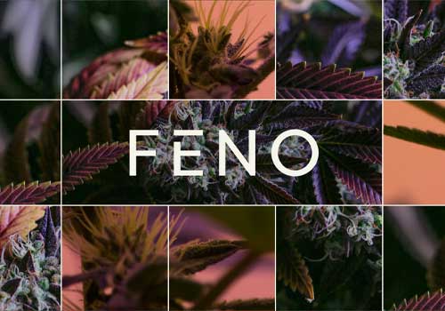 MUSE Winner - Find your Feno 