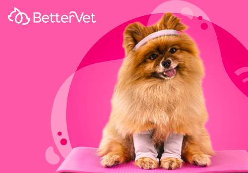 MUSE Advertising Awards - BetterVet, Stress-Free In Home Veterinary Care | Yoga Dog