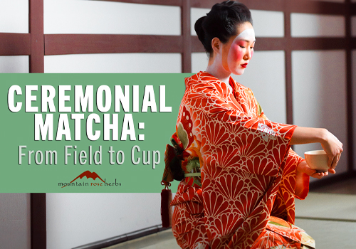 MUSE Winner - Matcha Tea: From Generational Farm to Cup