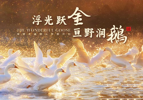 MUSE Advertising Awards - WONDERFUL GOOSE Brand VI System