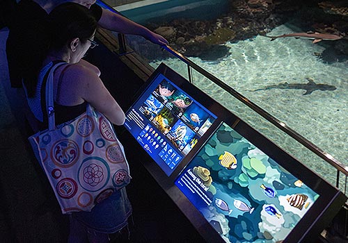 MUSE Winner - Blacktip Reef Digital Exhibits