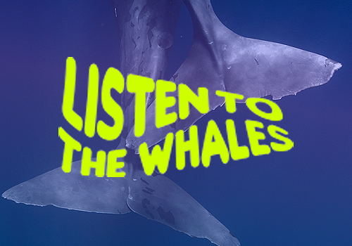 Listen to the Whales – Corporate Identity  / Brand Identity, 2026 MUSE Creative Awards Winner