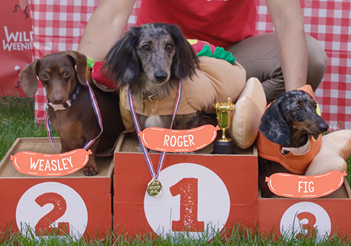 MUSE Advertising Awards - Stella & Chewy's National Hot Dog Day